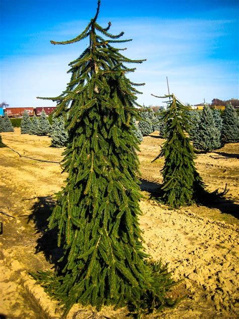 norway spruce pine trees